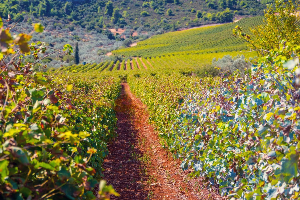 A scenic view of vineyards in Nemea, Greece, with rows of grapevines stretching across rolling hills and lush greenery in the background.